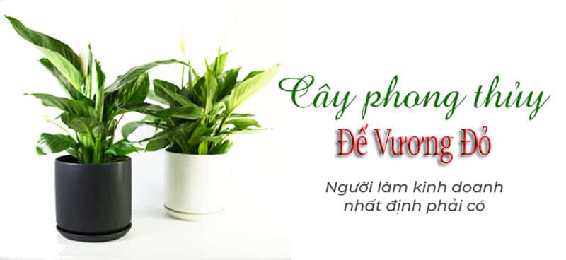 cây đế vương đỏ hợp tuổi nào