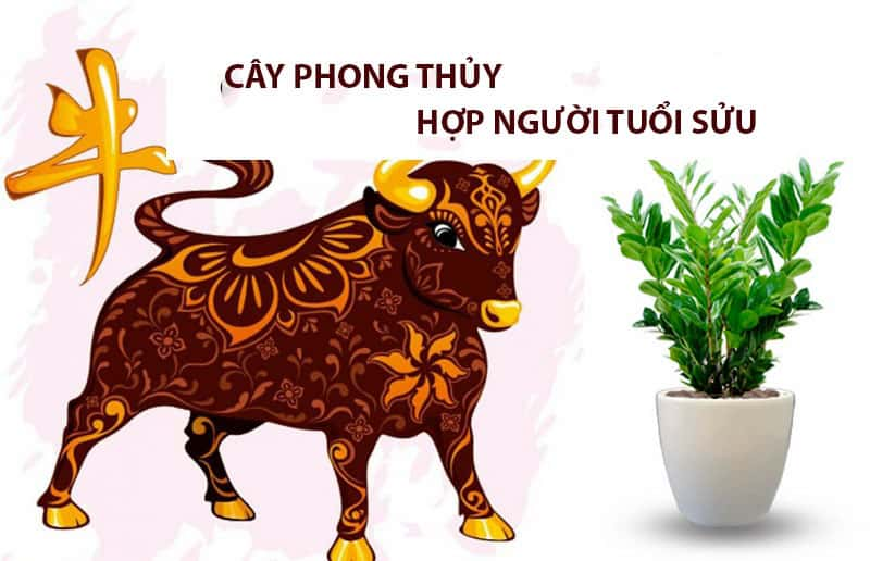 người tuổi sửu hợp cây gì ?