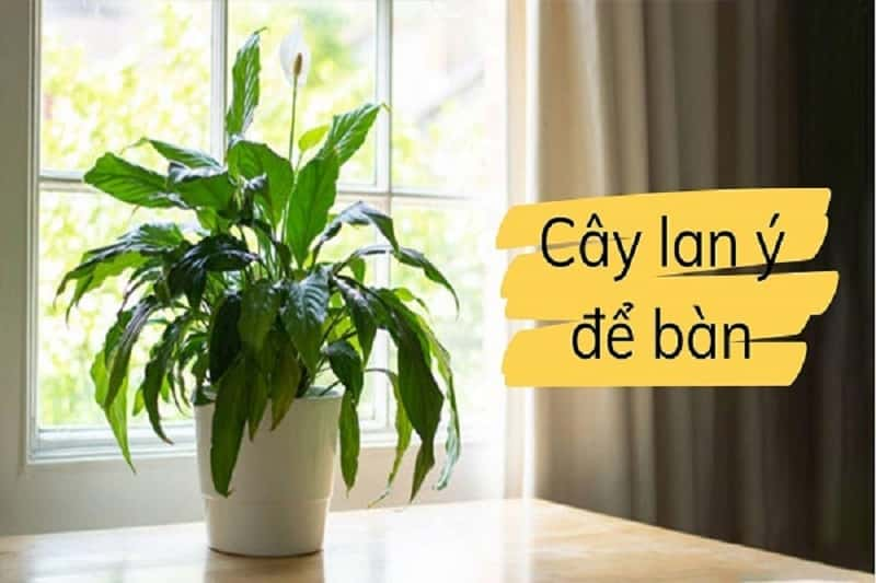 hoa lan ý để bàn làm việc