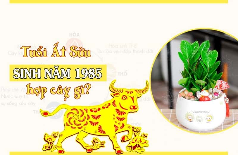 Tuổi Sửu 1985 hợp cây gì