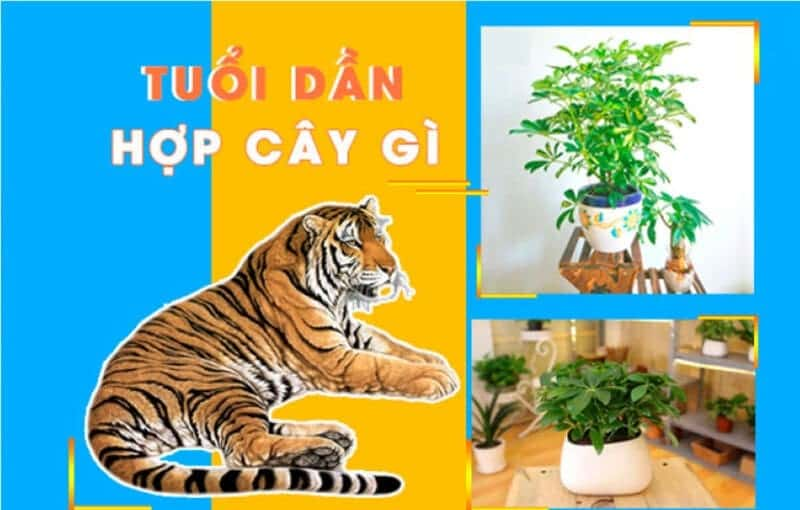 Cây phong thủy cho người tuổi Dần