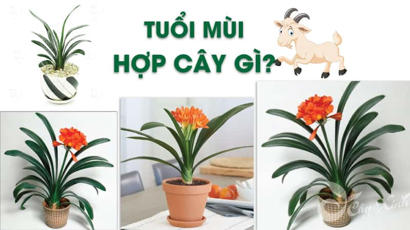 tuổi mùi hợp cây gì