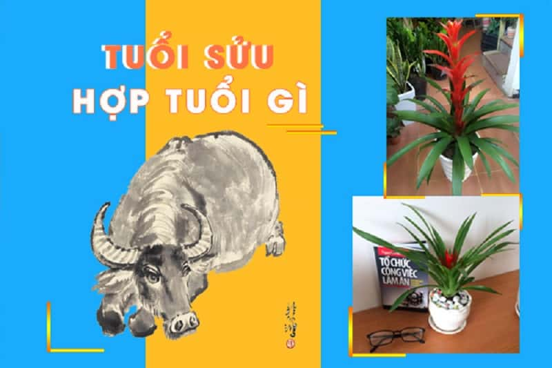 cây phong thủy tuổi sửu