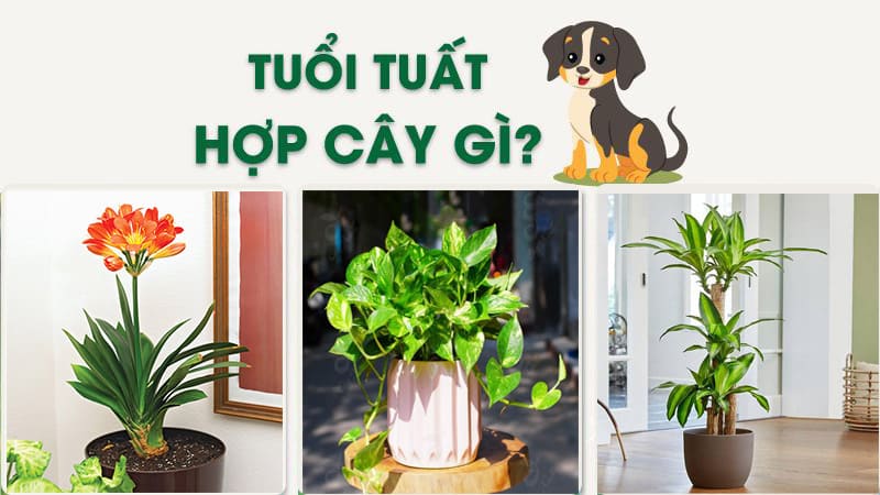 tuổi tuất hợp cây gì