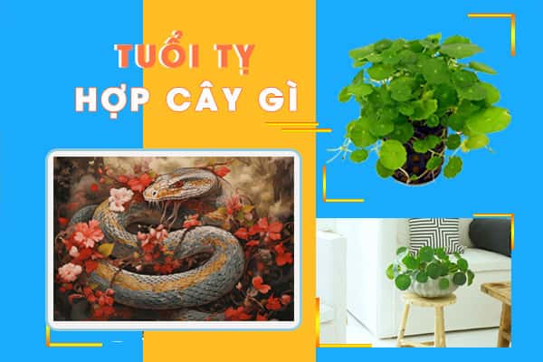 tuổi tỵ hợp cây phong thủy nào