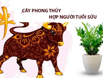 Top 5 Cây Phong Thủy Hợp Mệnh Cho Người Tuổi Sửu Mang Lại Tài Lộc