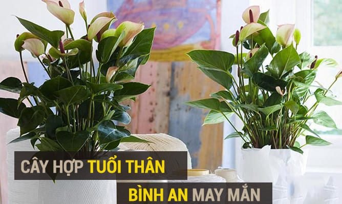 Cây hợp tuổi thân