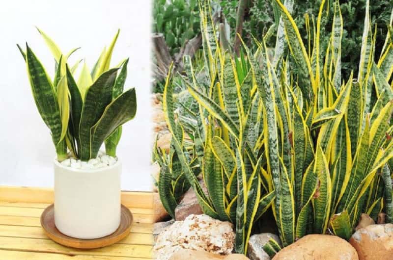 Cây lưỡi hổ hợp với người mệnh nào nhất