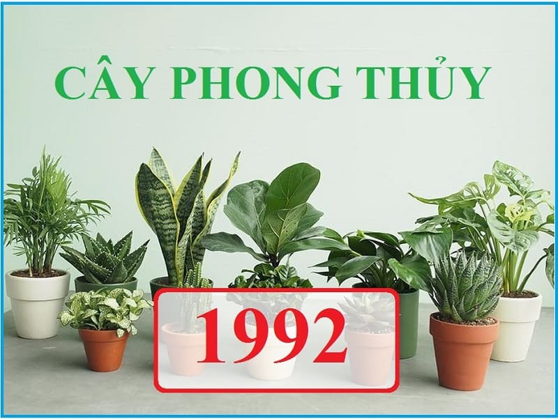 Sinh năm 1992 hợp cây phong thủy nào