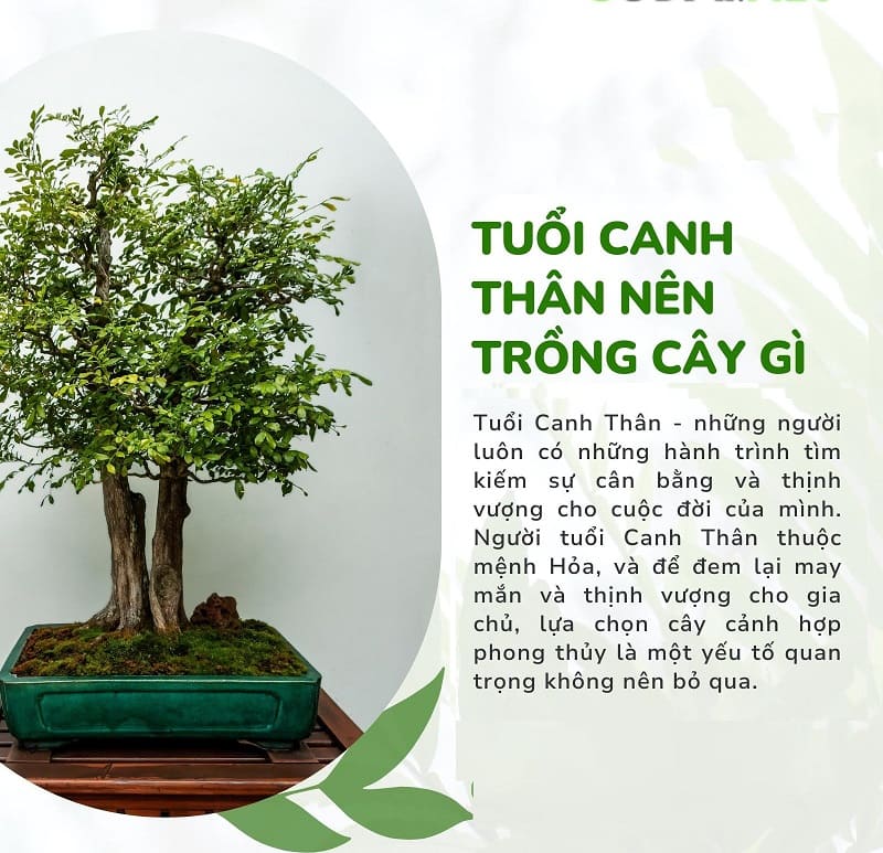 Tuổi canh thân trồng cây gì để thu hút may mắn