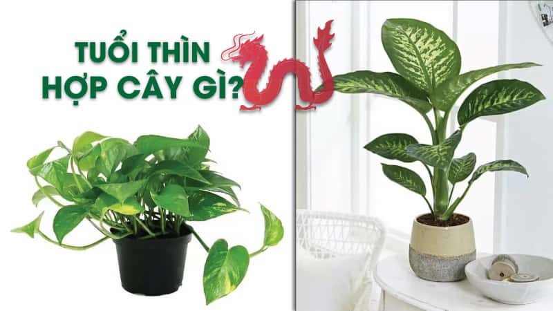 Tuổi thìn hợp cây gì