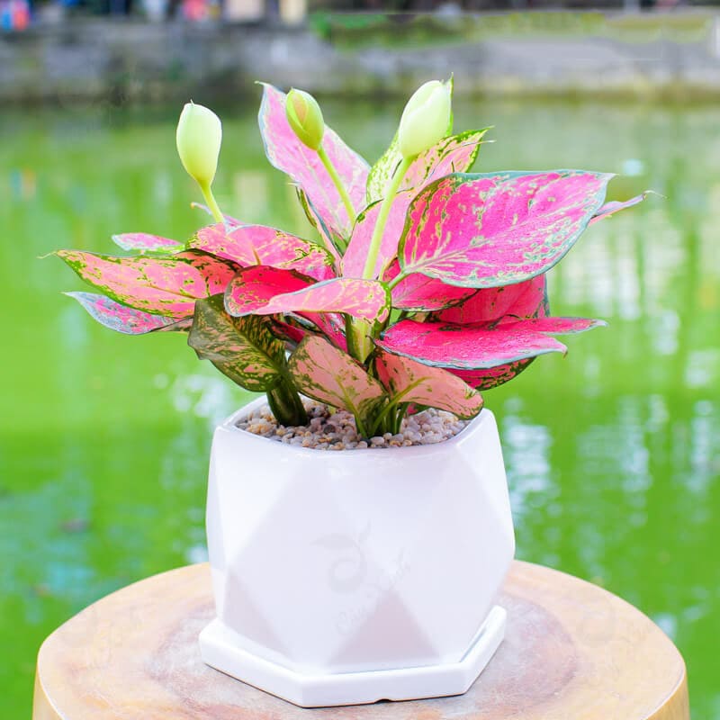 Cây vạn lộc
